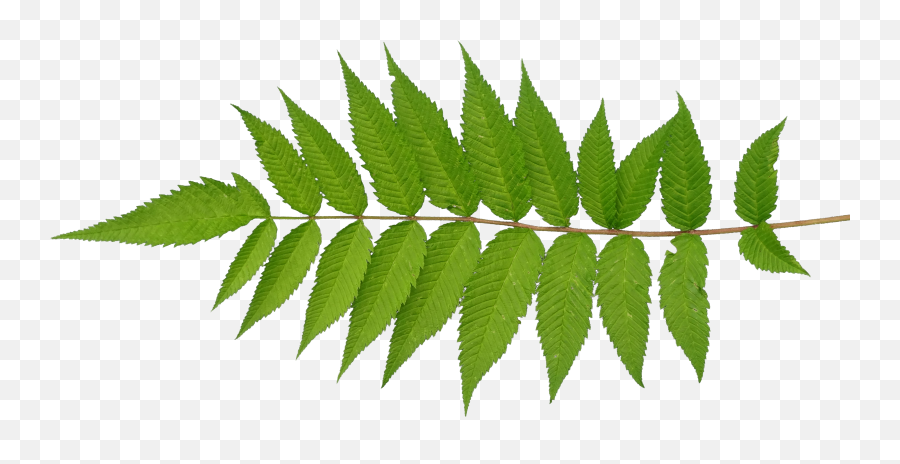 Download Go To Image - Leaf Png Image With No Background Mahogany,Fern Leaf Png