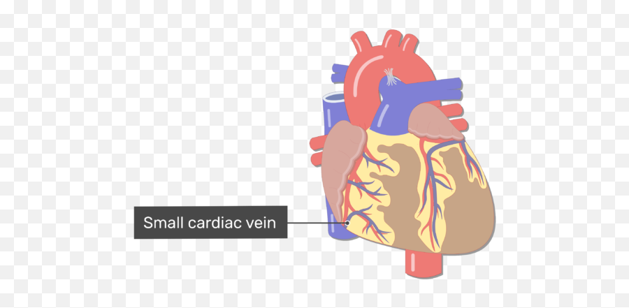Coronary Veins Cardiac - Heart Major Blood Vessels Png,Veins Png