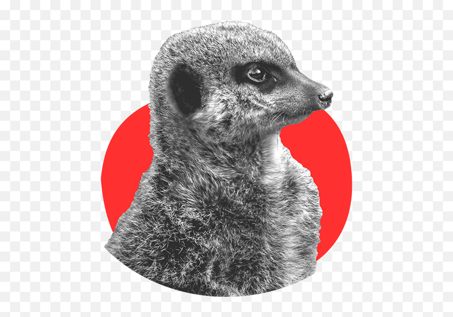 Download Meerkat Brown Png Image With - Meerkat,Meerkat Png