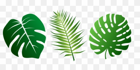Jungle Leaves Vector - Leaf Clipart png