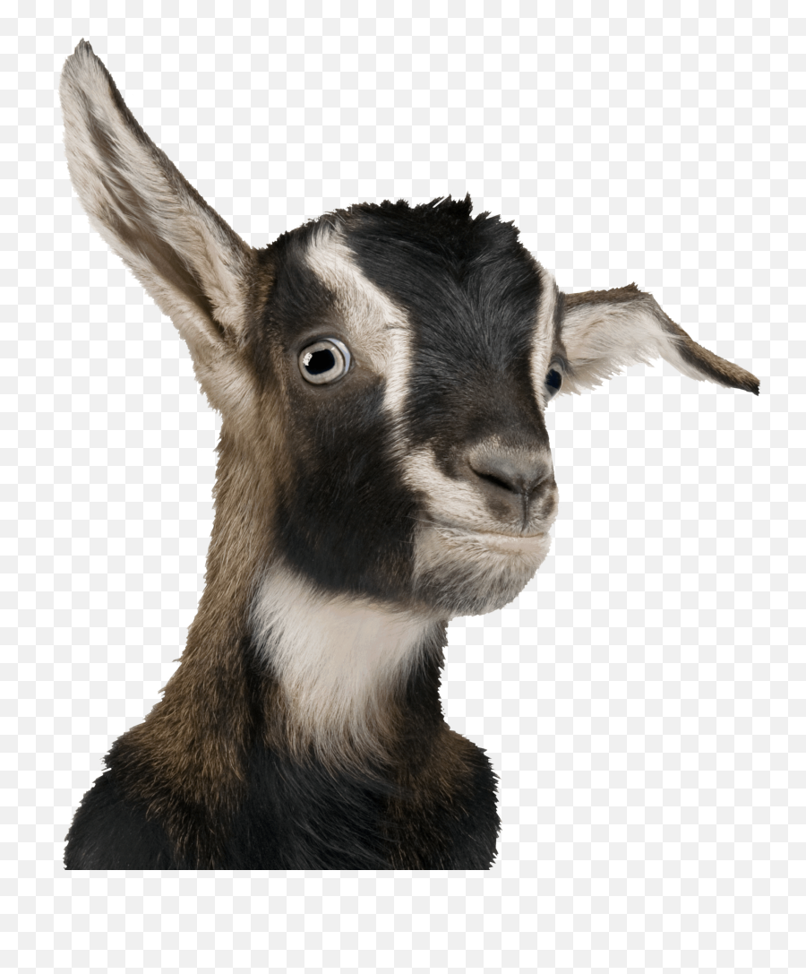 Free Goat Transparent Png Download - Goat Head Goat Png,Goats Png