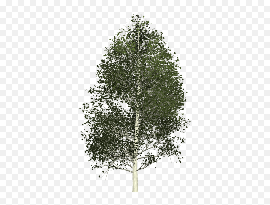 Aspen Tree Painted Png