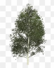 Aspen Tree Painted Png