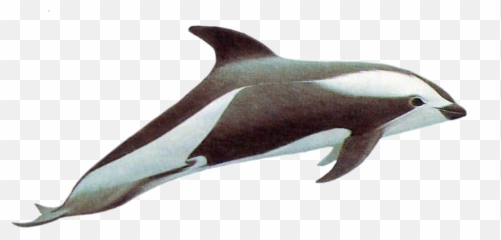 Download Drawn Dolphins Hourglass - png