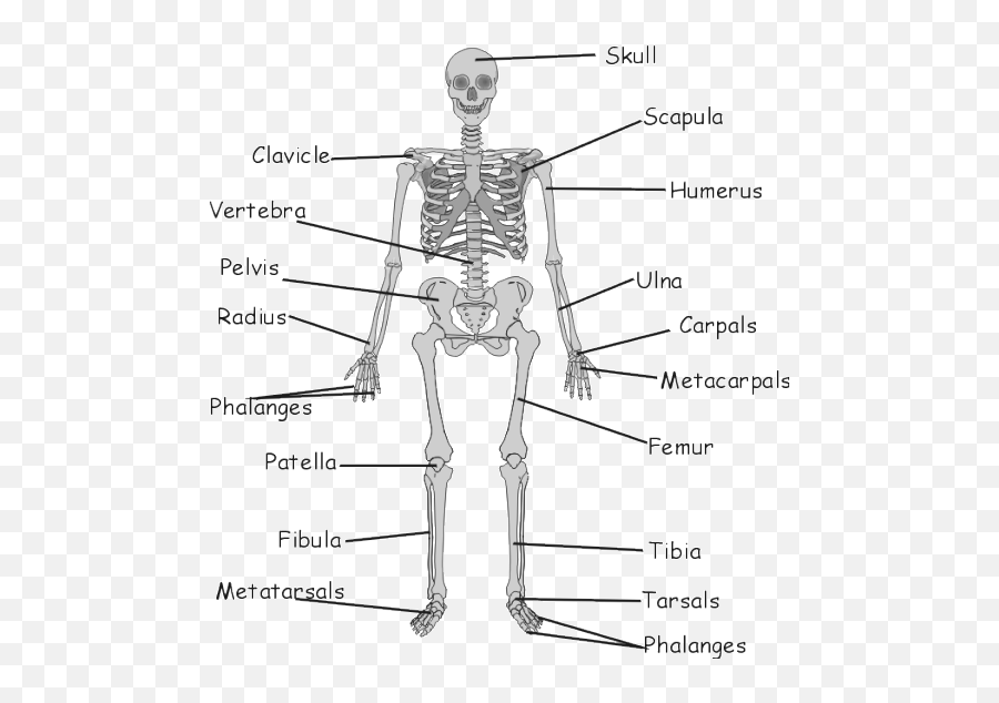 Gcse Biology The Skeleton And Its Function - Grade 5 Bones And Muscles Png,Skeleton Gif Transparent