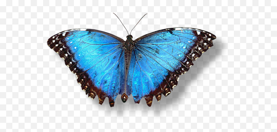 67 Butterfly Png Image Collections For - Real Blue Butterfly Png On Transparent Background,Blue Butterflies Png