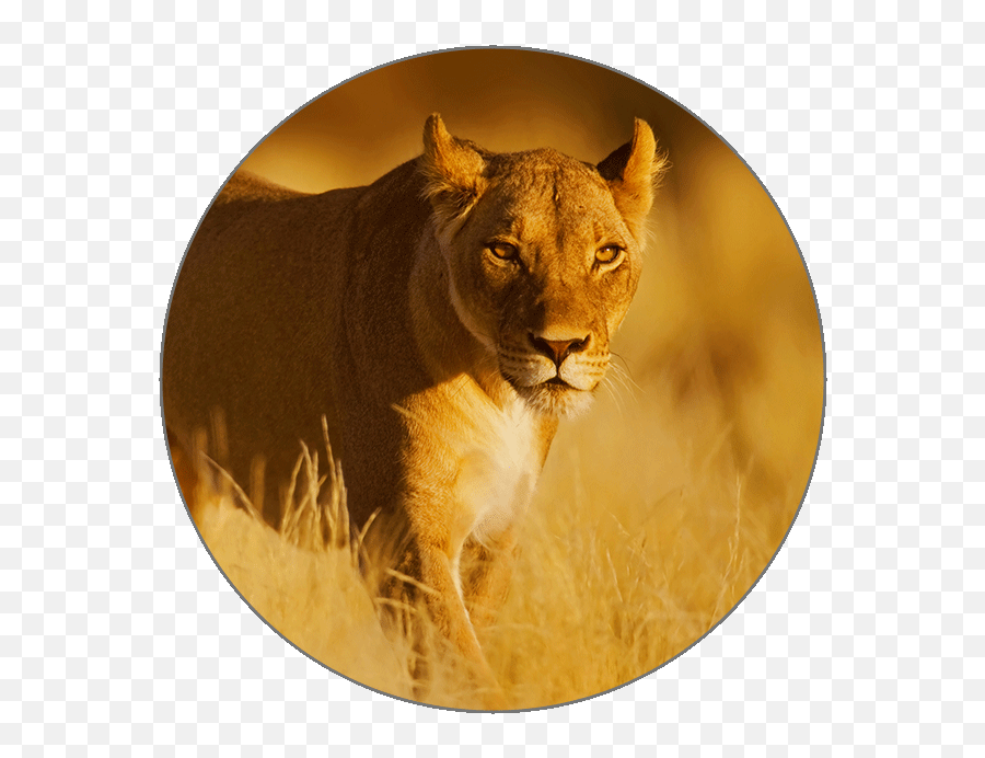 Learn Pashto Alphabets - Kalahari Lioness Png,Lioness Icon