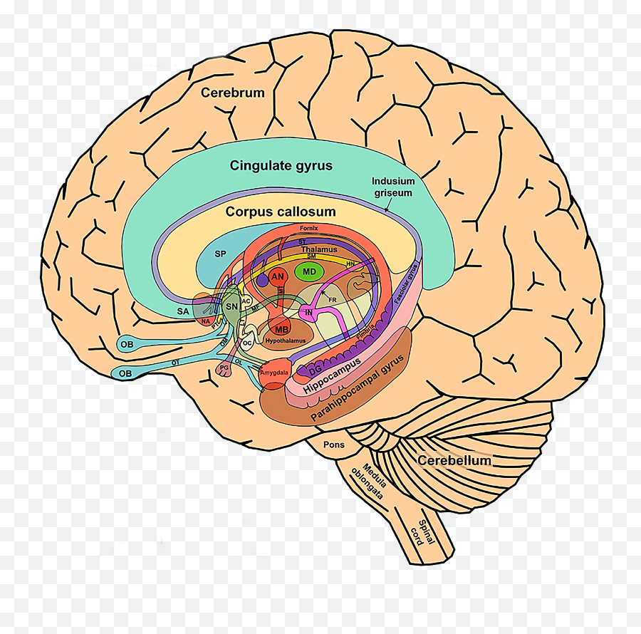 Thelimbicsystemandnearbystructuressmall Limbic - Limbic System And Basal Ganglia Png,Human Brain Png