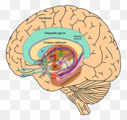 Thelimbicsystemandnearbystructuressmall Limbic - Limbic System And Basal Ganglia Png,Human Brain Png