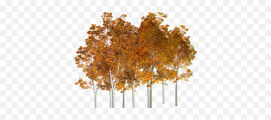 Autumn Trees Png 4 Image - Autumn Tree Birch Transparent,Orange Tree Png