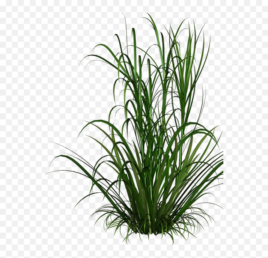 Grasses Grass Free Download Image - Grass Png,Grasses Png