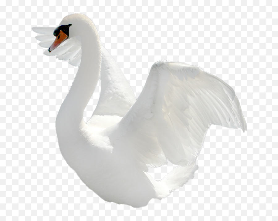 Swan Icon Png - Swan Hd Png Transparent Background,Swan Png