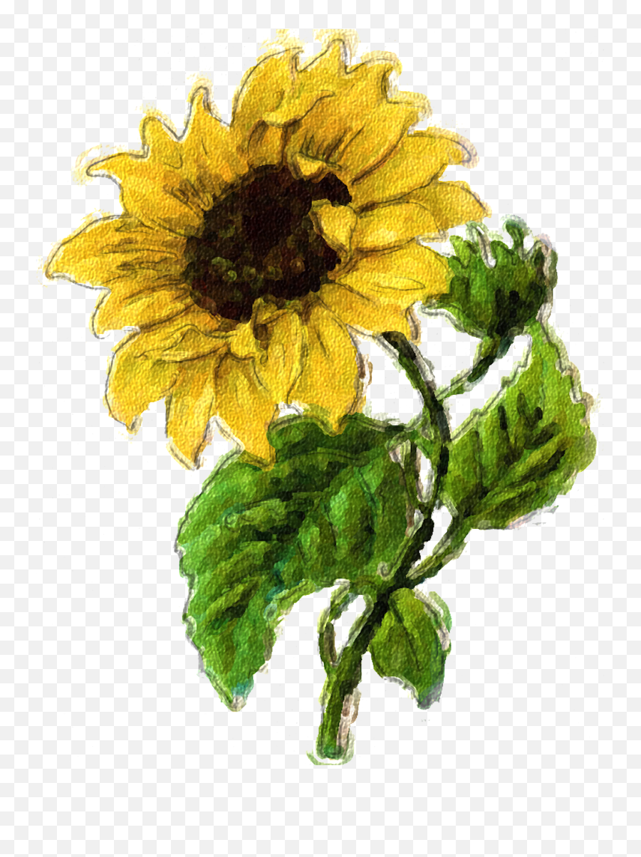 Sunflower Summer Flower Fall - Free Image On Pixabay Vintage Clipart Sunflower Png,Watercolor Sunflower Png