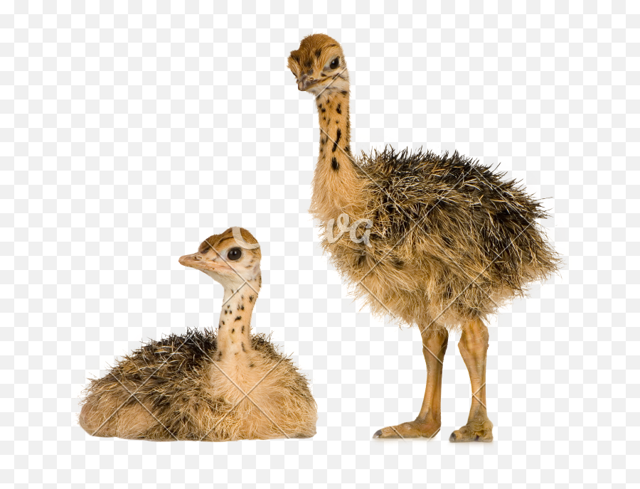 Ostrich Animal Png Images With Alpha Transparent Background - Transparent Ostrich Egg Png,Images Transparent Backgrounds