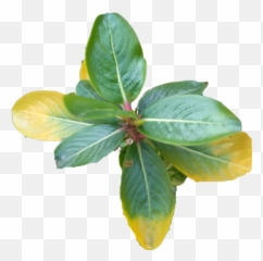 Nature Png