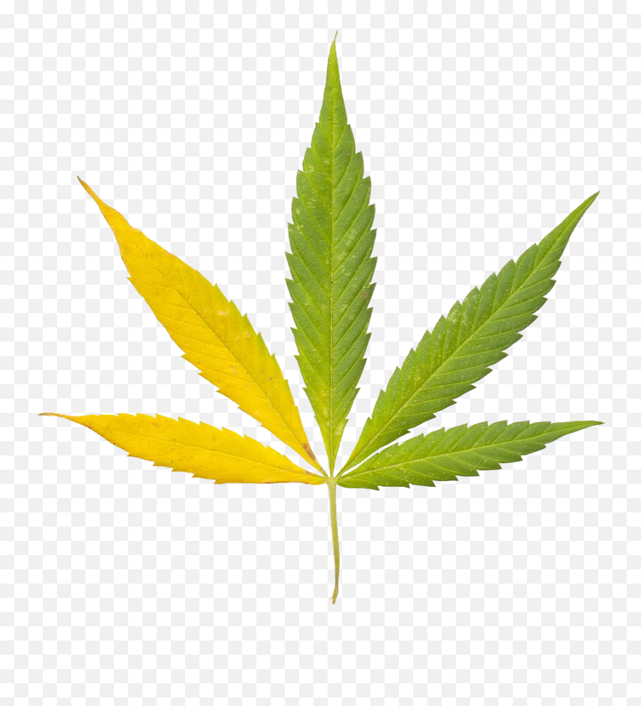 Cannabis Sativa Leaf Bong Clip Art - Cannabis Sativa Leaf Png,Weed Leaf Png
