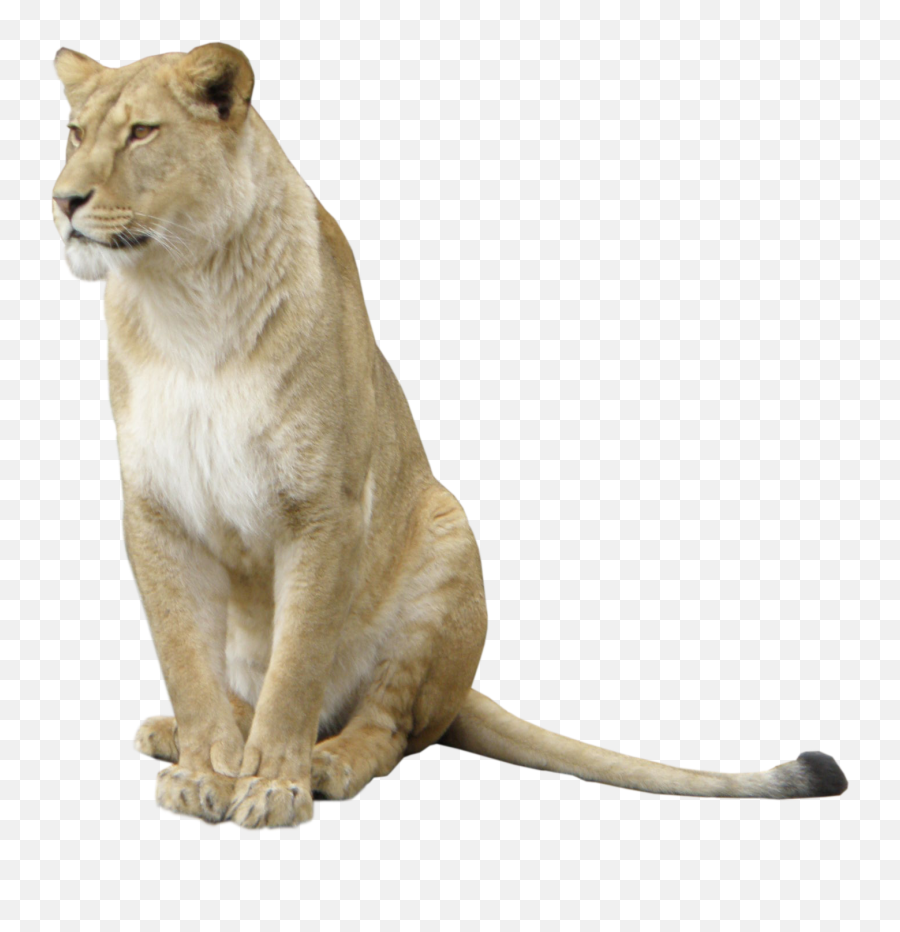 Lioness Free Png Image - Lioness Png,Lioness Png