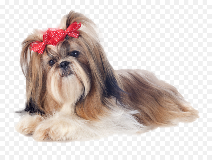 Dog Png Images Transparent Free Download Pngmartcom - Shih Tzu Puppy Png,Puppy Clipart Png