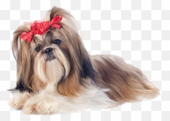 Dog Png Images Transparent Free Download Pngmartcom - Shih Tzu Puppy Png,Puppy Clipart Png