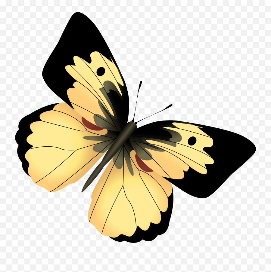 Yellow And Black Butterfly Png Clipart Image - Yellow And Black Butterfly Png,Butterfly Png Clipart
