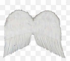 Free Transparent Black Angel Wings Png Images Page 2 Pngaaa Com - valentines sparkling angel wings 2 roblox
