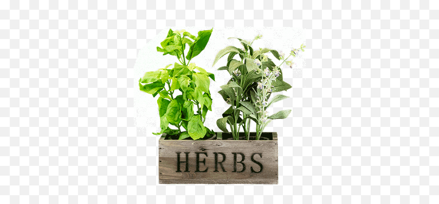 16 Inch Basil Sage Box - Houseplant Png,Basil Png
