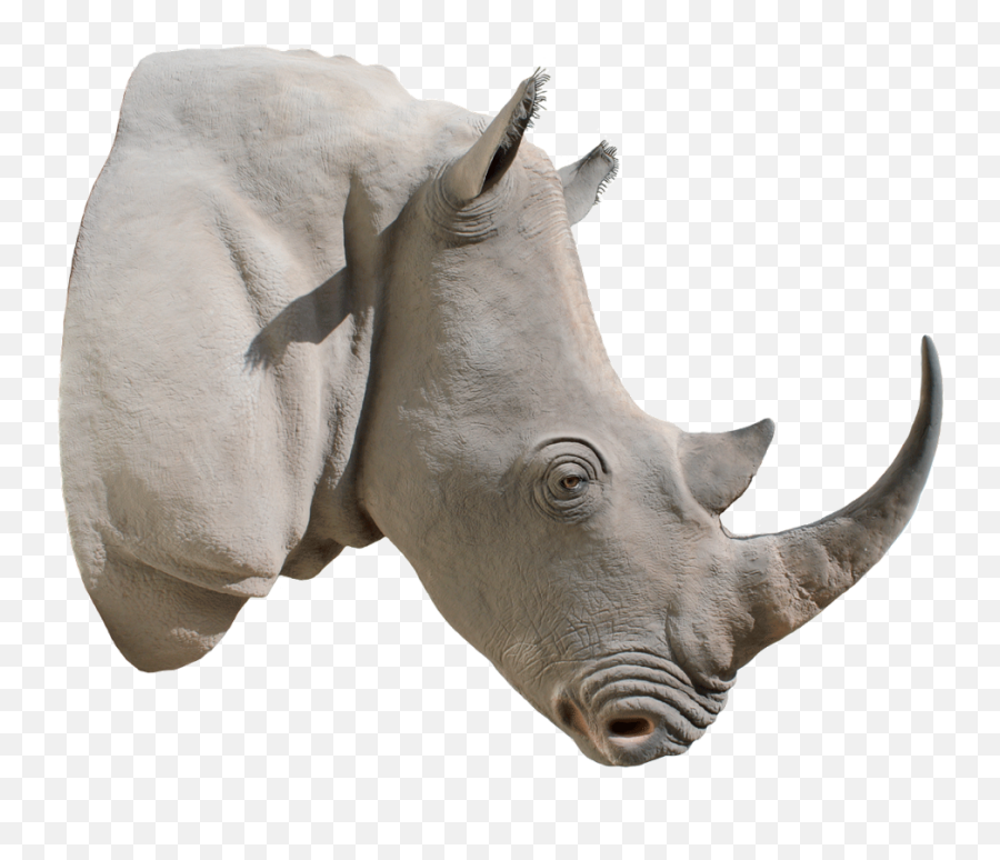 Rhino Transparent Png File - Rhino Horn Png,Rhino Transparent Background