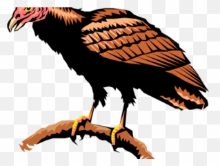 Drawn Turkey Vulture American Eagle - Turkey Vulture Clipart Png,Vulture Png