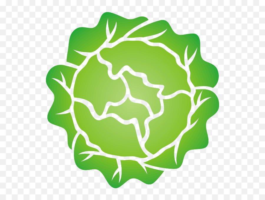 Head Of Lettuce Picture Free Png Files - Head Of Lettuce Clipart,Lettuce Png
