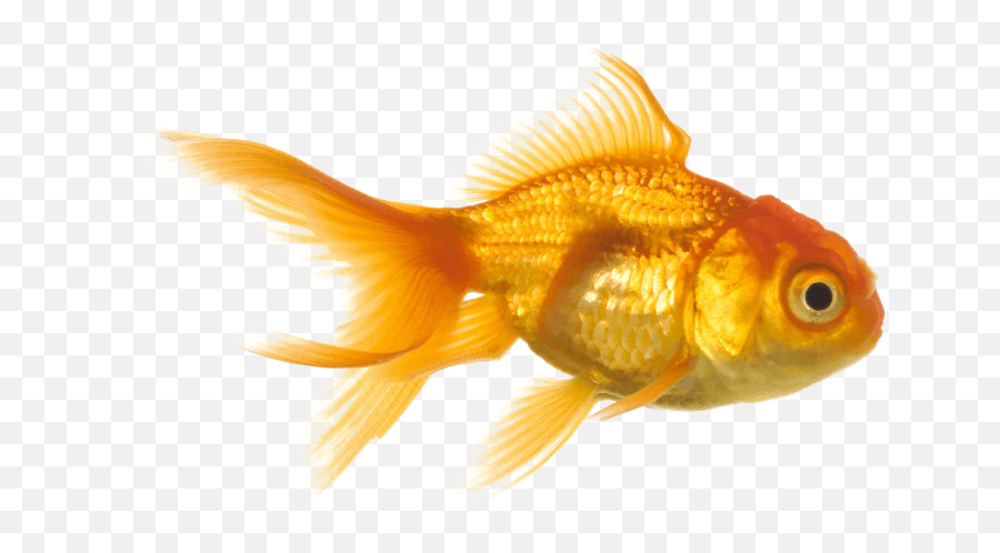 Goldfish Png Images Transparent - Goldfish Images Free Download,Goldfish Transparent Background