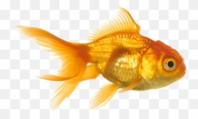 Goldfish Png Images Transparent - Free Download
