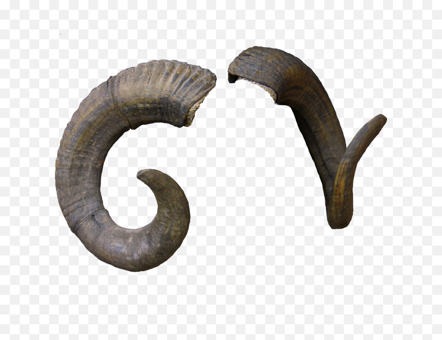 Sheep Horn Transprent Free - Goat Horn Png,Horns Png