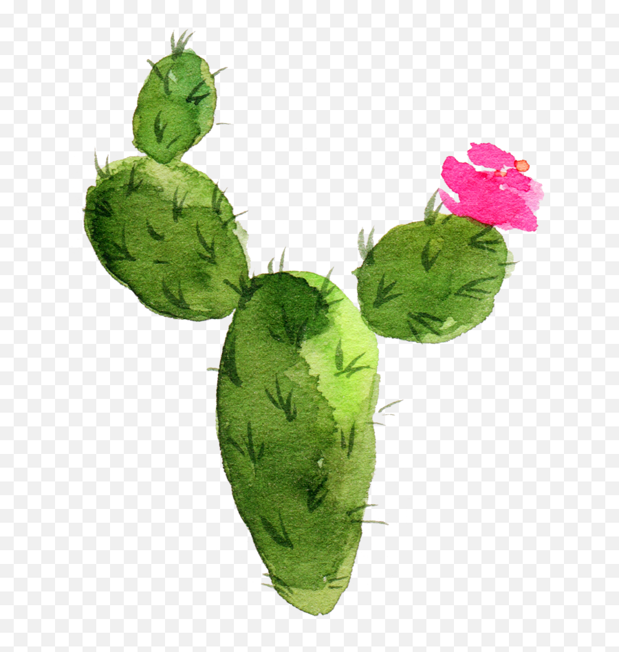 Cactaceae Painting Succulent Plant Prickly Pear Sen - Cactus With Flower Drawing Png,Succulent Transparent Background