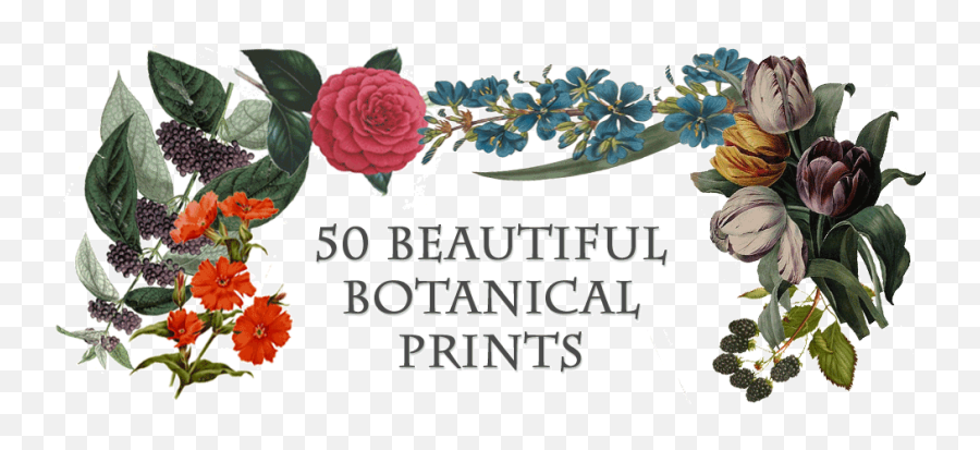 Beautiful Botanical Prints - Lithography Png,Botanical Png