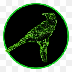 Mockingbird Png - Bird,Mockingbird Png