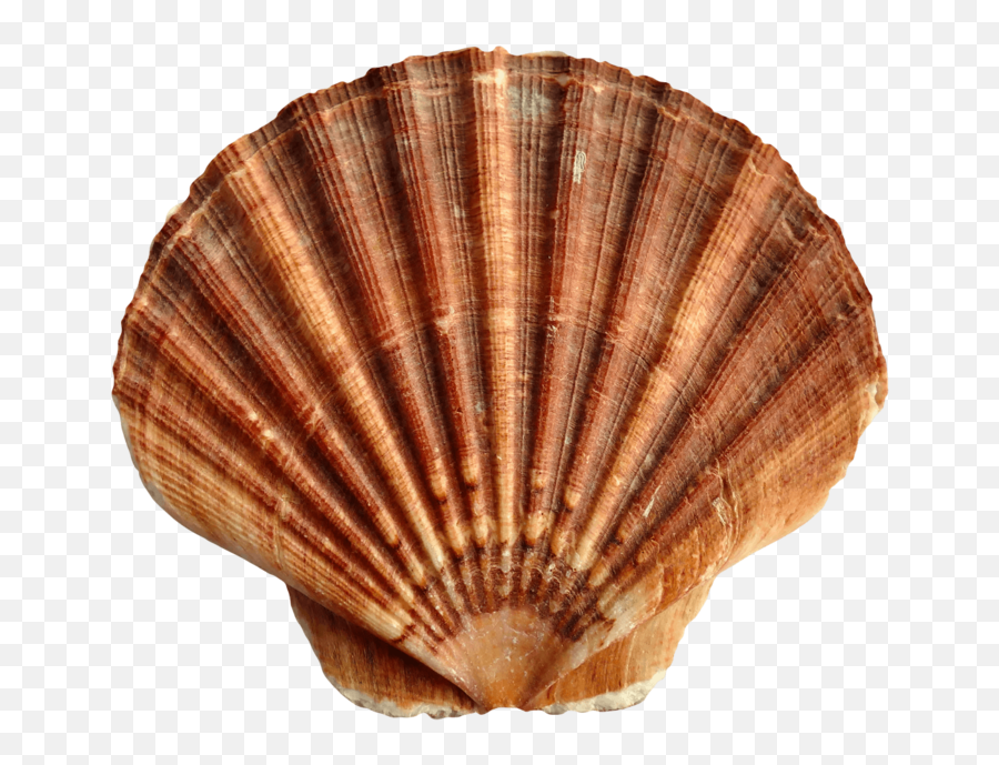 Download Free Png Sea - Transparent Background Shells Transparent,Seashell Png