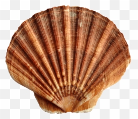 Download Free Png Sea - Transparent Background Shells Transparent,Seashell Png
