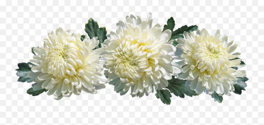 Hd Png Download - Transparent Chrysanthemum Flower Png,Chrysanthemum Png