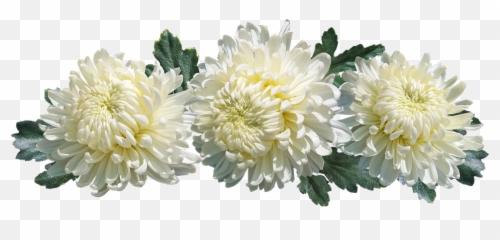 Hd Png Download - Transparent Chrysanthemum Flower Png,Chrysanthemum Png
