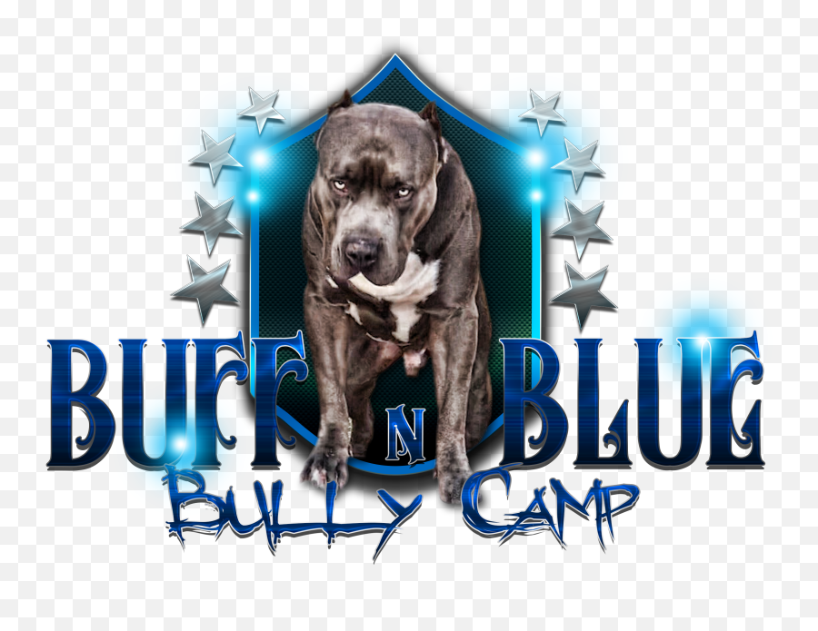 Downloads - Buff N Blue Bullies Guard Dog Png,Bully Png