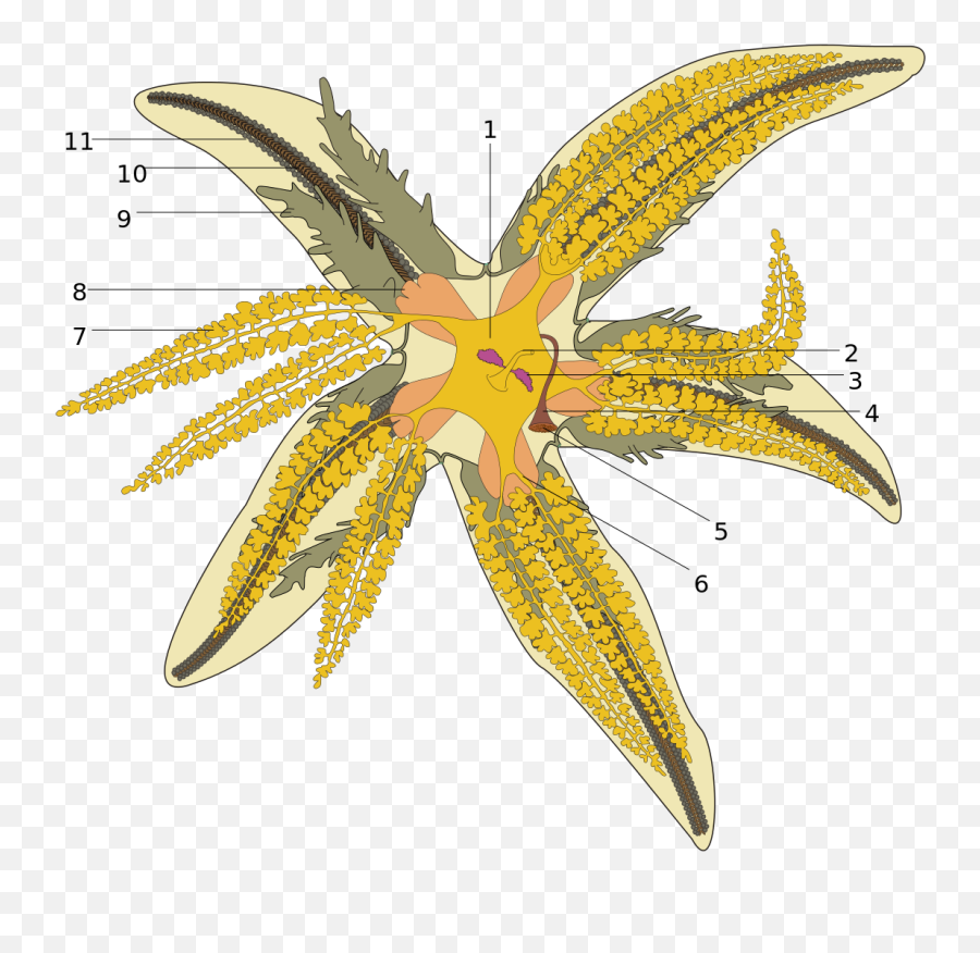 Starfish - Wikipedia Asterias Rubens Png,Starfish Transparent Background