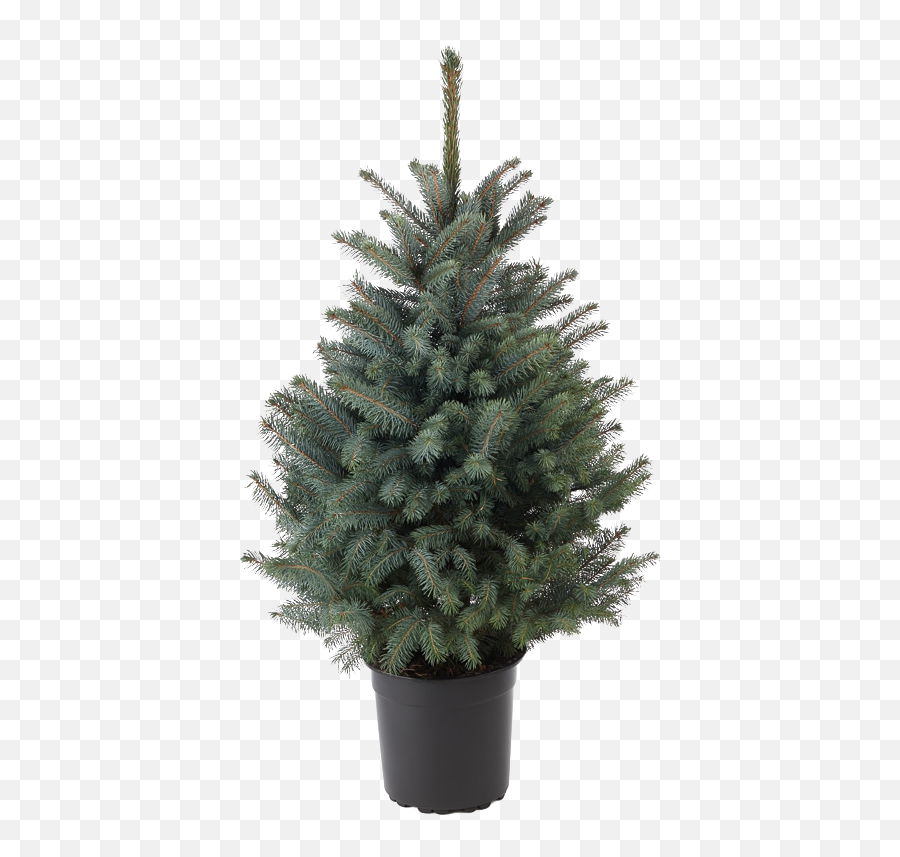 Cut Your Own Christmas Tree Fresh Non - Boreal Conifer Png,Christmas Tree Png