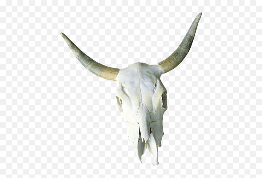 Cattle Skull Horn Bone - Cow Skull Free Transparent Png,Cow Skull Png