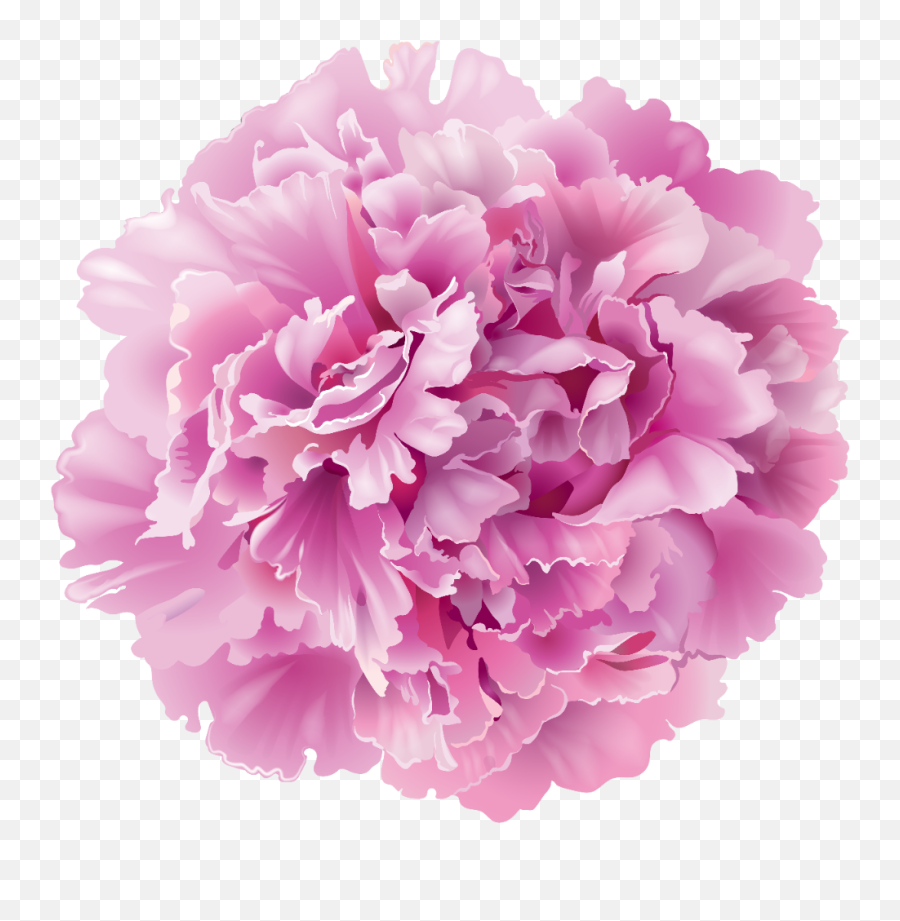 Pink Carnation Clip Art Freeuse In 2020 - Transparent Peony Flower Png,Carnation Png