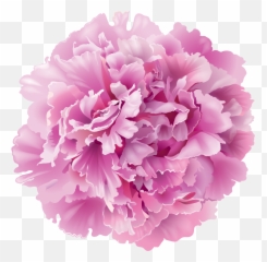 Pink Carnation Clip Art Freeuse In 2020 - Transparent Peony Flower Png,Carnation Png