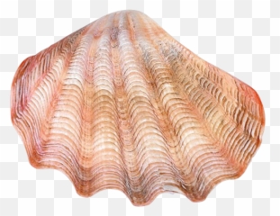 Conch Icon 14186 - Web Icons PNG Church Of Donatus