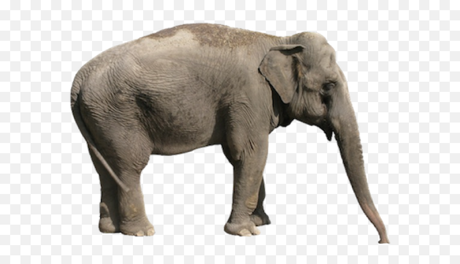 Elephant Png Transparent Images 1 - 850 X 665 Webcomicmsnet Elephant Picture White Background,Elephant Clipart Transparent Background