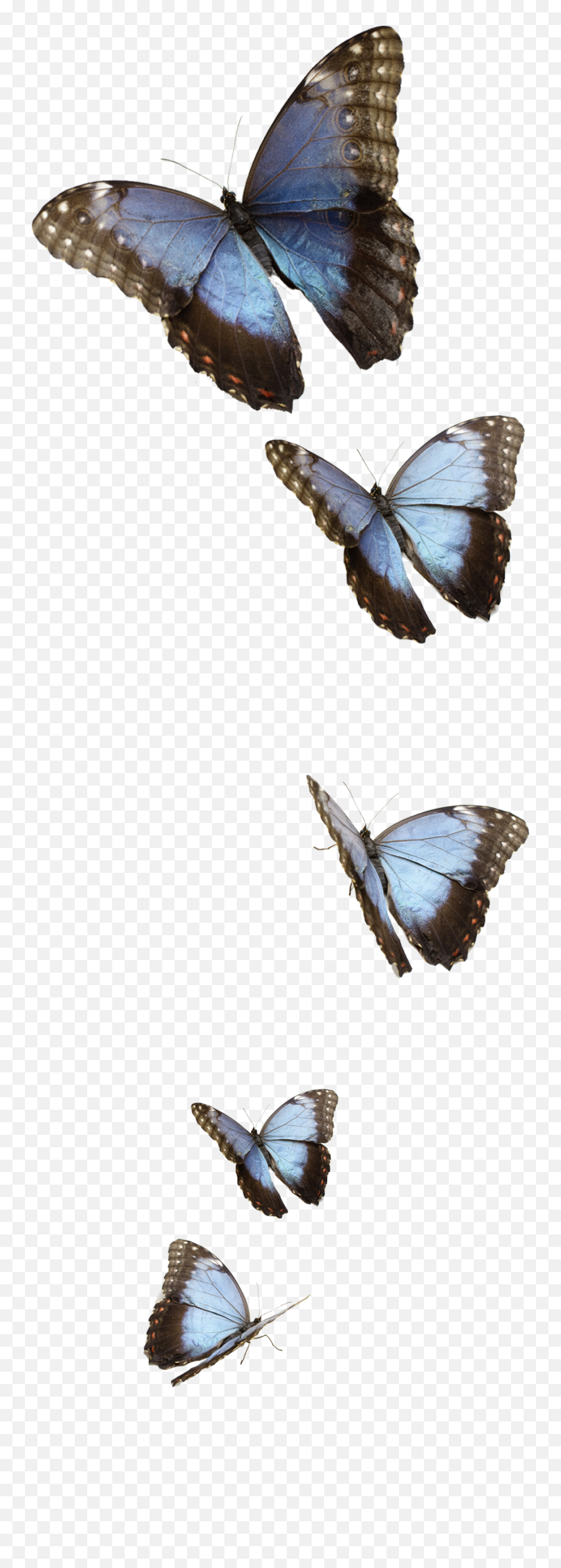 Small Blue Butterflies Png Image - Transparent Background Blue Butterflies Png,Blue Butterflies Png