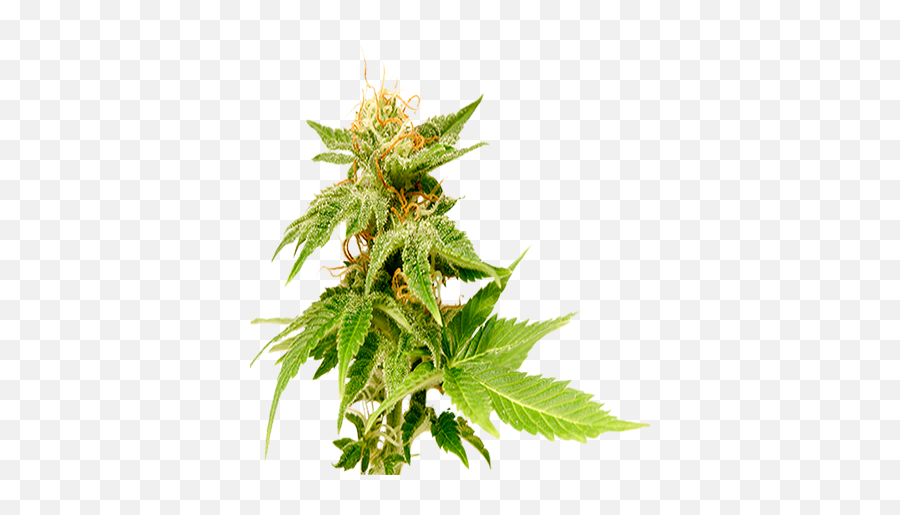 Medical Marijuana Treatment Philadelphia Pa Natureu0027s Way - Weed Plant Buds Png,Weed Transparent Background