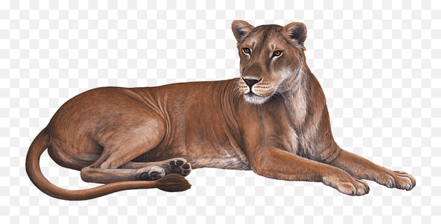 Lioness Download Transparent Png Image - Cougar,Lioness Png